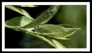 Grandee Disappearing Rain Forest 1991 - Katydid No. 14 - Picture 1 of 2