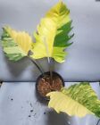 Philodendron Karamell Marmor bunt,