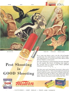Western Escopeta Shells Munición Olin Pest Shooting Woodchuck 1946 Revista Anuncio - Imagen 1 de 1