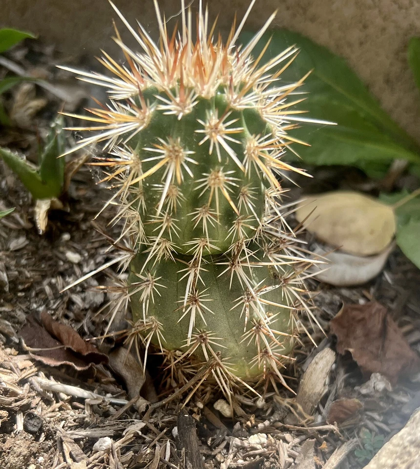 Echinocereus engelmannii Hedgehog Cactus - Image 1 of 1