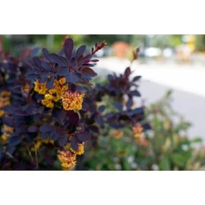 Concorde Barberry Shrub: Deep Maroon Foliage, Compact Size, Outdoor Garden Plant - Picture 1 of 2