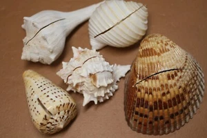 Tarjeteros Seashell Place decoración de mesa variedad mixta, precio por volumen, SS-85 - Imagen 1 de 12