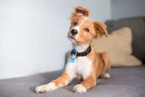 Collar de nailon Jelly Gear para perro - Imagen 1 de 13