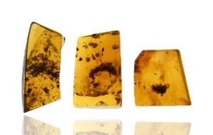 Variety of insects, Fossil inclusions, Lot of 3 pieces of Burmese Amber - Picture 1 of 6