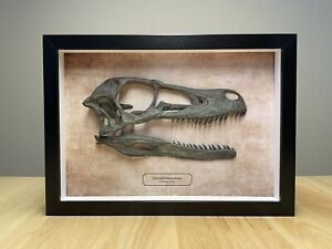 Raptor Skull Fossil Replica Jurassic Park