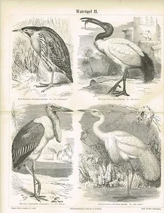 Pizarra IBIS / GARZA / MARABU 1890 Grabado en madera original - Imagen 1 de 1