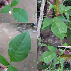 Dried Bilva Patra Bael Leave Powder Aegle Marmelos Wood Apple Herb 200G