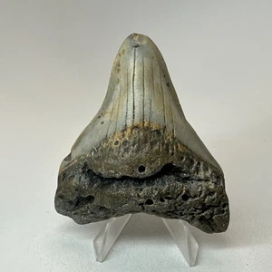 Megalodon Haizahn 3,29 Zoll - Unikat - echtes Fossil - echte Zähne 19635 - Bild 1 von 8