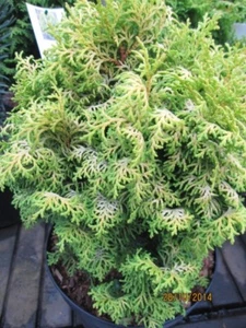Chamaecyparis obtusa Spirited - Goldgelbe Scheinzypresse Spirited - Bild 1 von 1