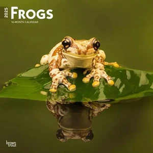 Frogs 2025 12 X 24 Inch Monthly Square Wall Calendar Plastic-Free | Browntrout - Bild 1 von 1