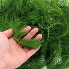 Ceratophyllum Demersum Oxygen Plant Live Ponds Aquarium Water Plants Hornwort