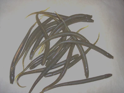 MANN'S Manns Finesse Worm 6" Baby Snake Tapered Tail 20Pk Pumpkin Green Discontinued