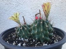 beautiful double / duo  Hamatocactus /Thelocactus Setispinus #G91