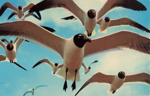 Vintage Postcard Flock of Seagulls Flying in Blue Sky with White Puffy Clouds - Picture 1 of 2