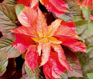 AMARANTHUS ILLUMINATION Amaranthus Tricolor - 500 Semillas a Granel - Imagen 1 de 1