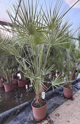 Chamaerops European Fan Palm Tree Extra Large 4ft Plant in a 10 Litre Pot - Image 1 of 4