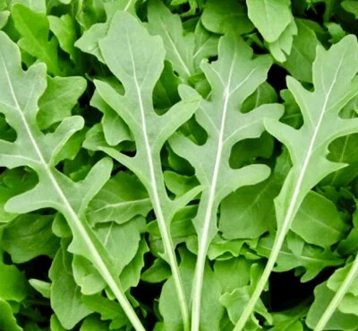 1000++ ROCKET ARUGULA SEEDS  (Eruca sativa) | Non-GMO | Heirloom | USA SHIPPING. - Image 1 of 3