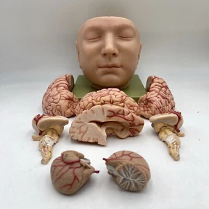 Somso Anatomical BS5 Kopfbasis mit Gehirn Modell 9 Teile BS 5 - Bild 1 von 6