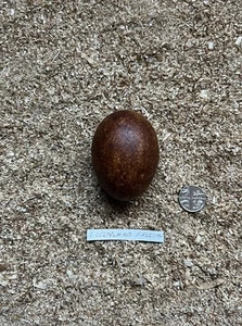 REPLICA GREENLAND FALCON BIRDS EGG - Picture 1 of 2