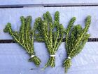 3 x bunches pond weed water elodea oxygenating plant