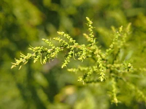1,000 EPAZOTE Seeds (Chenopodium ambrosioides) | NON-GMO | Free shipping - Picture 1 of 3