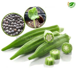 Abelmoschus esculentus - Okra verde - 100 semillas - Imagen 1 de 4