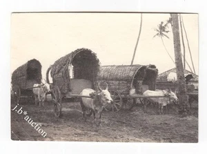 Ceylon ZEBU-WAGEN Sri Lanka / Indischer Ozean * Vintage 1910s Foto - Picture 1 of 2