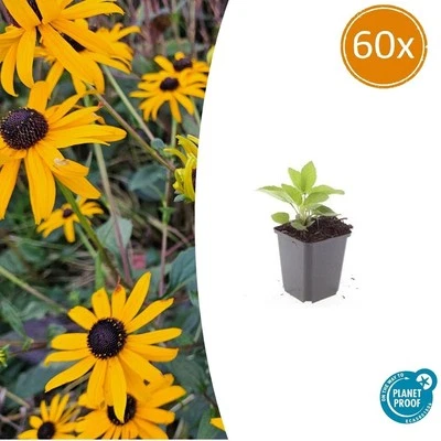 40 o 60 x Rudbeckien / Cappelli del sole / Rudbeckia fulgida 'Goldsturm' - Immagine 1 di 4