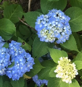 Flowering Bigleaf Hydrangea 20 - 24 inches tall Qty-1 $26.00 each - Picture 1 of 4