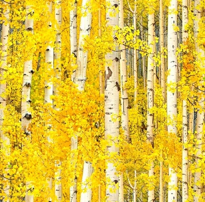 Elizabeth Studio Yellow Leaf Birch Trees Cotton Quilt Fabric by the Yard - Image 1 of 3