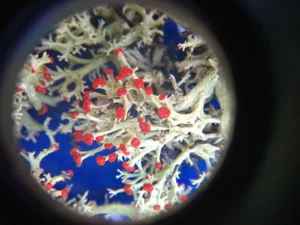 red soldier lichen 5in x 6 in harvested to order. Free shipping! - Picture 1 of 5