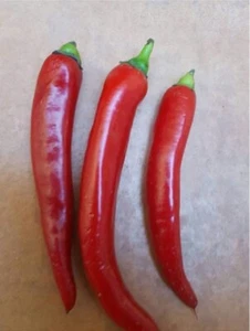 PIMIENTO Cayenne cayena picante pepper 150 Semillas  frescas  - Bild 1 von 1