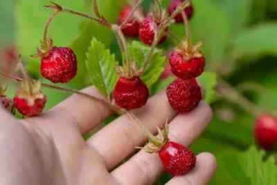 Fragaria moschata - Moschuserdbeere 15 frische Samen - Bild 1 von 2