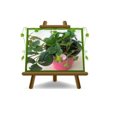 Fragole FIORE ROSA Piante Frutti Minori Vaso 14 cm - Immagine 1 di 2