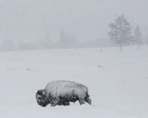 "Bison mit Schnee bedeckt auf Schwanensee flach 8x10 Fotodruck 8""x10"" - Bild 1 von 3