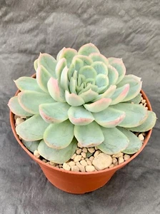 Echeveria Elegans - Bild 1 von 1
