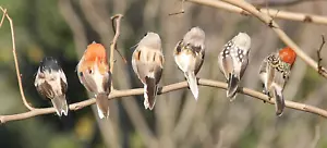 6Pcs Artificial Birds Realistic 3.9-Inch Simulation Foam Feather Sparrow Bird Cl - Picture 1 of 12