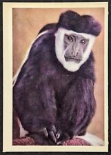 Vintage 1959 Colobus Monkey Animal Oak Manufacturing Card (Pretty Sharp)