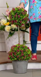 Wicker Park 13" und 15" Lorbeerblatt 2' hoch Garten Topiary (kein Topf) NEU - Bild 1 von 3