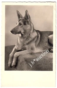 DEUTSCHER SCHÄFERHUND * Foto-AK um 1950 Vintage 50s Real Photo PC #2 - Picture 1 of 2