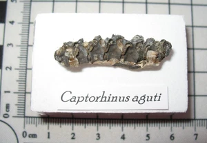 Permian Captorhinus fossil Richards Spur Oklahoma articulated vertebrae #1 - Picture 1 of 4