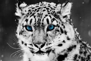 Blue Eyes Tiger Landscape Nature, Animal Art Wall Print - POSTER 20x30 - Picture 1 of 4