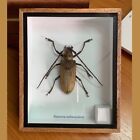 Boîte cadeau d'anniversaire vintage Real Batocera rufomaculata insecte bug taxidermie décoration