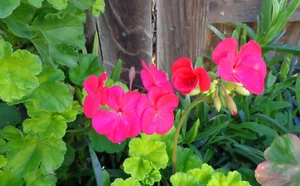 HOT PINK PELARGONIUM ZONAL GERANIUM FRESH LIVE PLANT 3 x 6" CUTTING - Picture 1 of 5