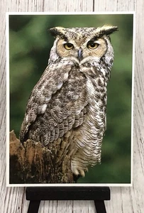 Great Horned Owl Birds Of Prey Postcard - Picture 1 of 4