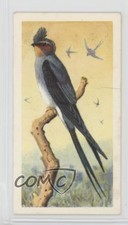 1961 Brooke Bond Tropical Birds Tea Indian Crested Swift #38 0y5