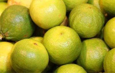 ESSENZE BOVA 1997 20 Kg Di Bergamotto di Reggio Calabria frutto fresco buccia edibile Bergamotti