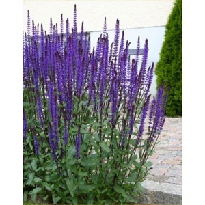 Salvia Nemerosa ‘Caradonna’ AGM chelsea garden favourite fragrant Balkan sage 1L - Picture 1 of 1