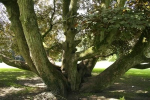 7 Samen Ahorn Bergahorn, Acer Pseudoplatanus, Falsch Platane, Große Ahorn - Bild 1 von 4
