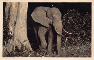 Kenya - An elephant - REAL PHOTO by Martin Johnson - Publ. A. H. Wardle & Co. Lt - Picture 1 of 2